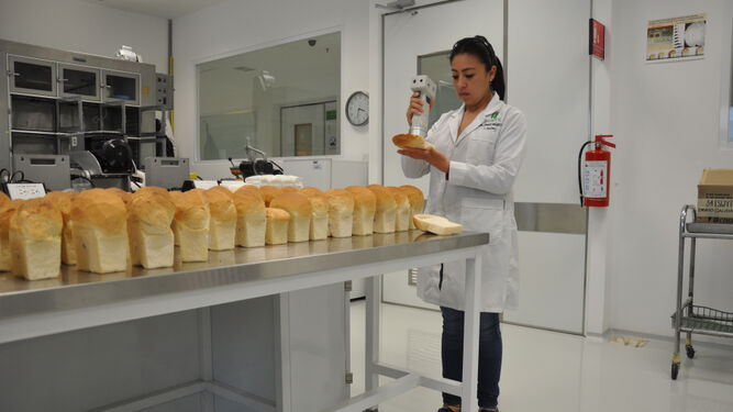 Anayeli Morales, del CIMMYT, analizando el color y la calidad de la miga de pan.