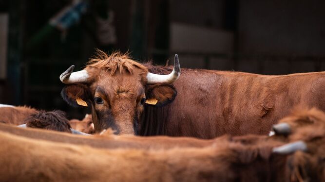 La vaca pajuna de Granada es una variedad que ha estoda en peligro de extinción