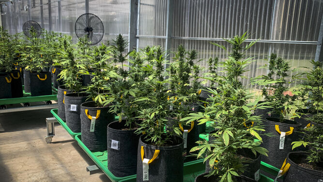 Cultivo de cannabis en Pergamino (Argentina)