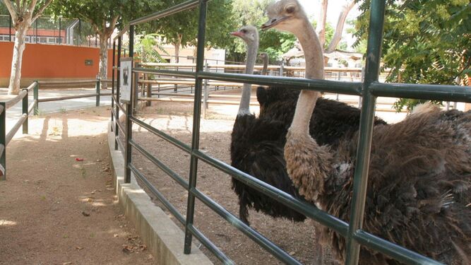 Aves en el Zoo de Córdoba.