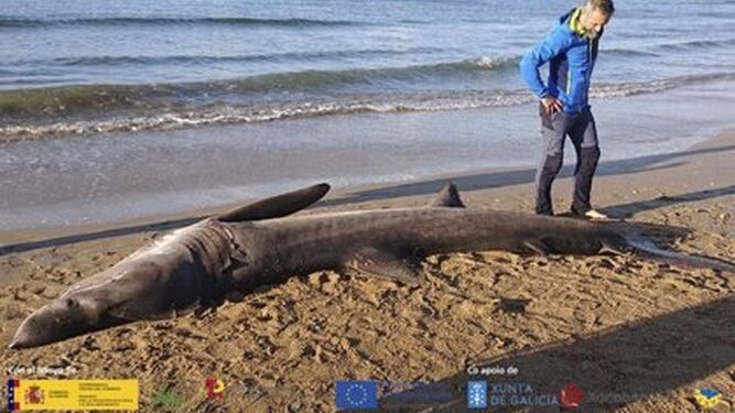 El tiburón avistado en Oleiros falleció por una obstrucción digestiva generada por plásticos