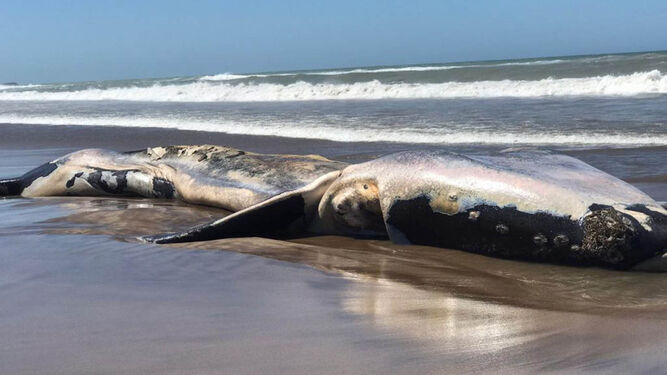 El extraño caso de una ballena que apareció muerta en playa y desapareció cuando la van a retirar