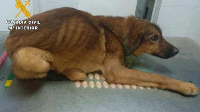 Investigado por maltrato animal por golpear y mantener en malas condiciones a 14 perros