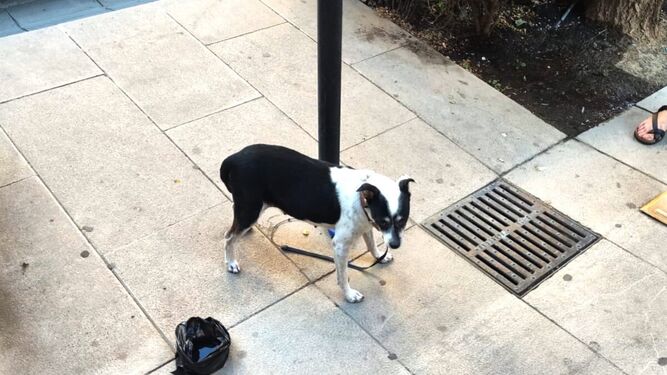 La Policía Local de Granada busca al propietario de esta perrita.