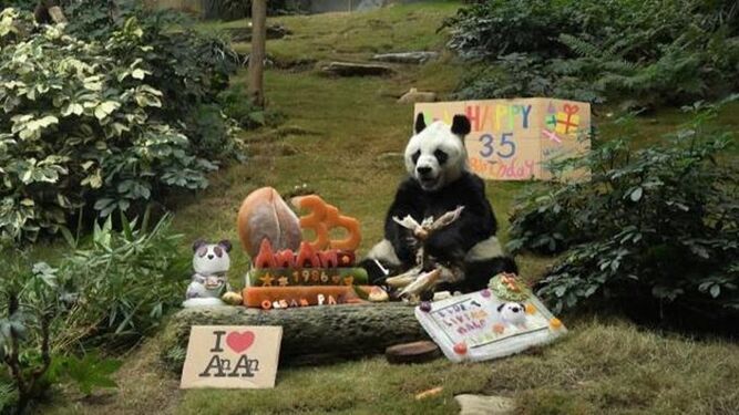 Fallece en Hong Kong An An, el panda más anciano del mundo en cautividad