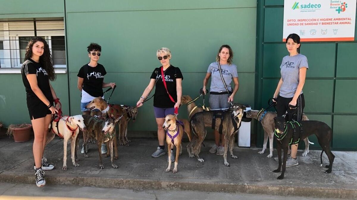 Galgos del Sur alerta de que el número de perros de caza abandonados Córdoba ha batido su récord