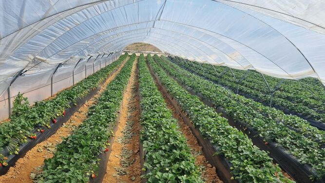 AgroGM presenta una solución 100 % natural para la desinfección de suelos agrícolas