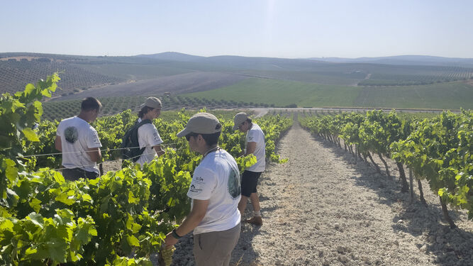Expedicionarios en los viñedos de Bodegas Robles.