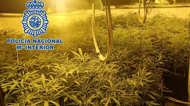 La plantación de marihuana 'indoor' hallada en Córdoba.