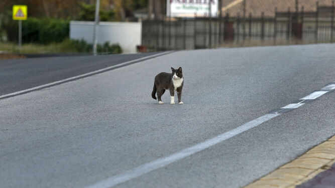 Un gato camina por una carretera.