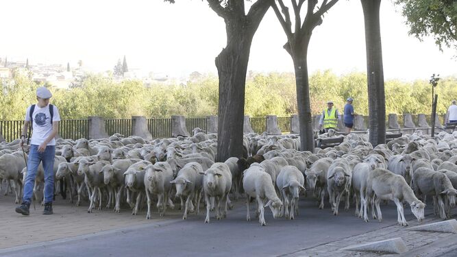 Paso de las ovejas por la avenida de Fray Albino.