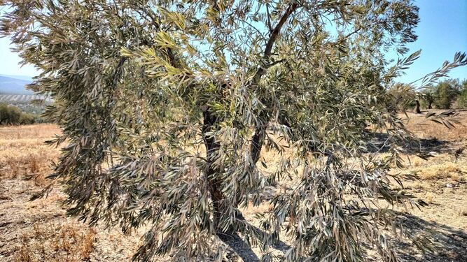 Olivo de Jaén afectado por la sequía.