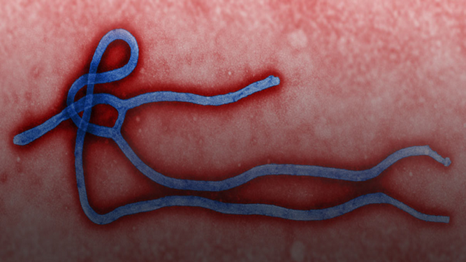 El virus de Marburgo pertenece a la misma familia vírica que el ébola