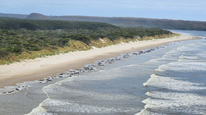 Vista aérea de unas 230 ballenas varadas en una remota playa de la bahía de Macquarie.