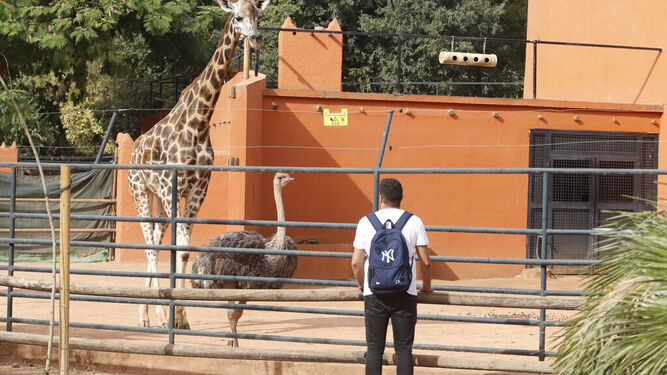 Un hombre visita el zoológico de Córdoba en su reapertura el pasado mes de septiembre.