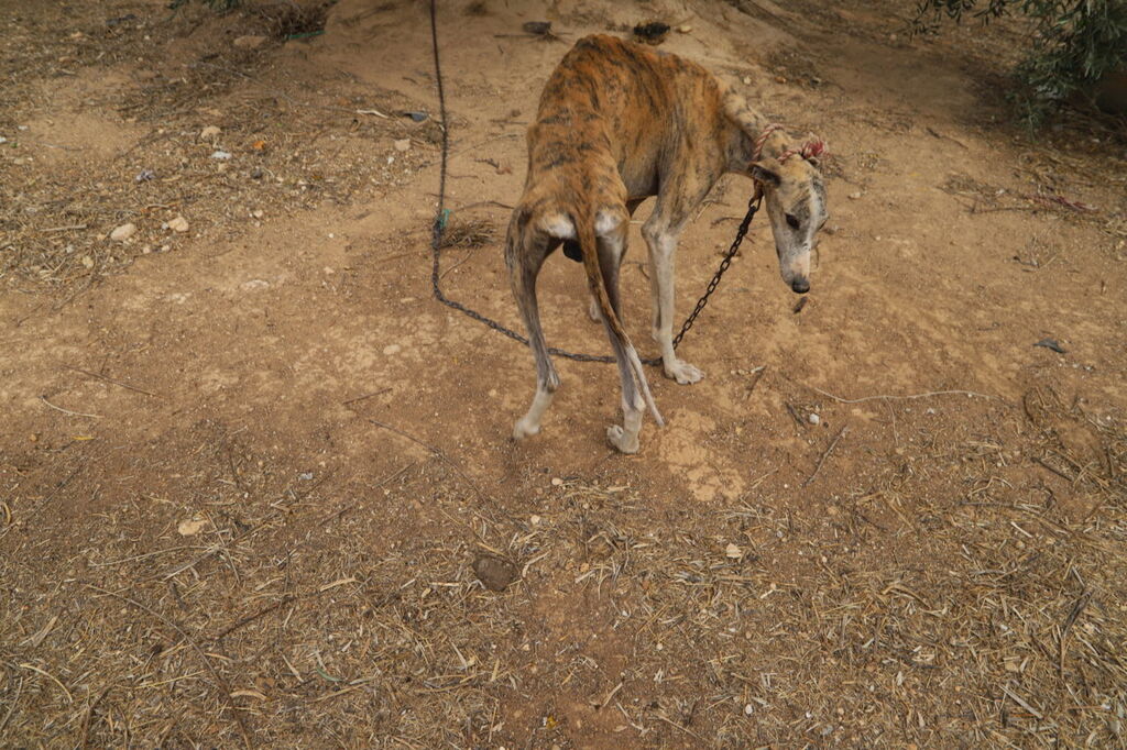 La 'finca de los horrores' donde se maltrataba a perros de caza en Cabra, en im&aacute;genes