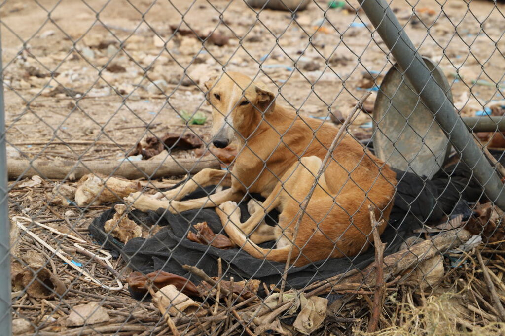 La 'finca de los horrores' donde se maltrataba a perros de caza en Cabra, en im&aacute;genes