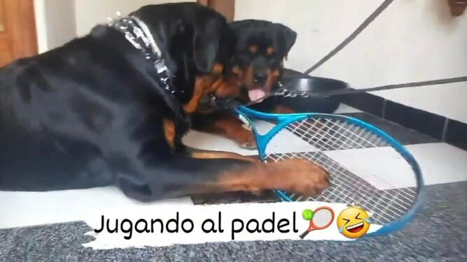 La dueña del perro que ha dejado en la UCI a una vecina de Armilla: "Deseo que no los sacrifiquen y la recuperación de la mujer"