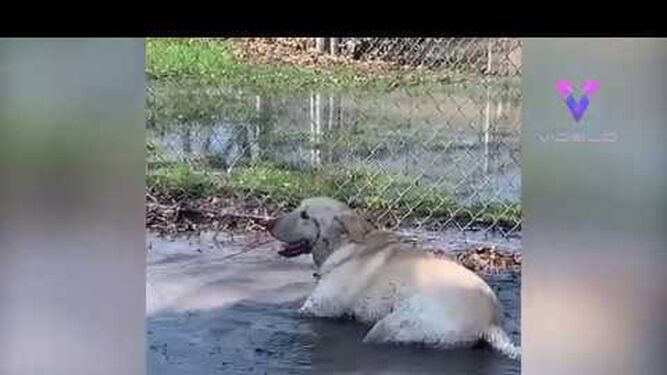 Un perro con un trastorno neurológico juega por primera vez en un charco de agua