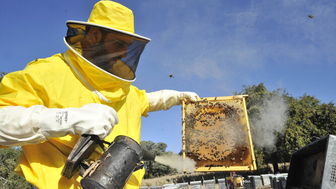 Un apicultor, en plena faena.