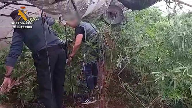 Plantación de marihuana intervenida en Zagrilla Baja.