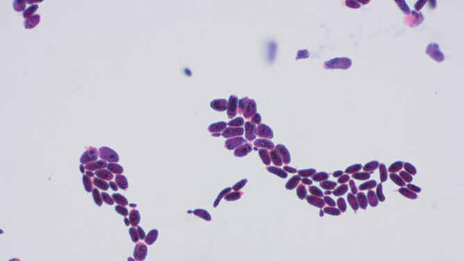 Candida parapsilosis vista a microscopio