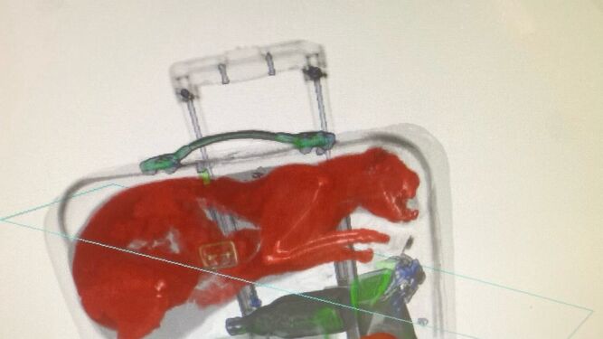 Un escáner del aeropuerto descubre una extraña maleta con botellas, chanclas y un gato que se coló dentro