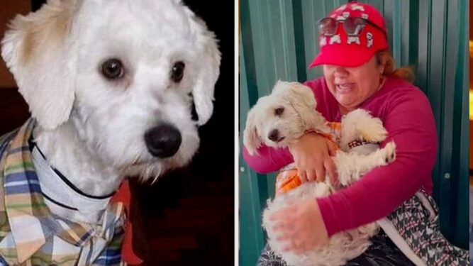 Luno, el perro retenido durante 9 meses en España por no tener microchip, es deportado a Ecuador