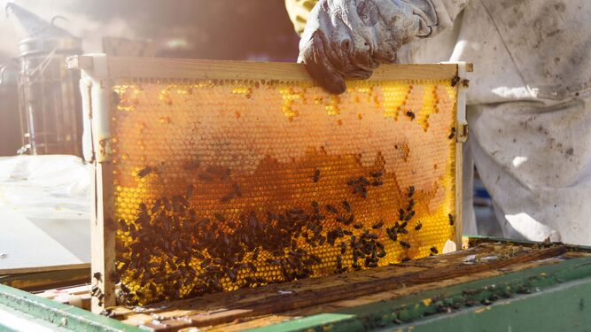 Recolección de miel de una colmena.