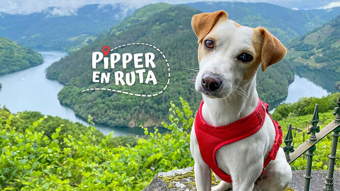 Pipper, el famoso perro viajero, enseñará en televisión los destinos petfriendly de España