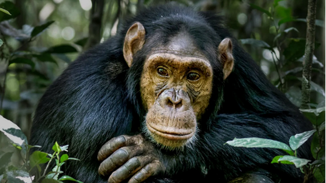 Un chimpancé en una reserva africana