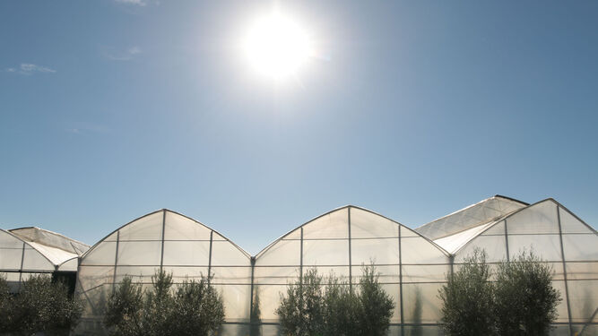 Invernaderos en la zona de El Alquián, en Almería, se calientan bajo el un sol imperial incluso en invierno.