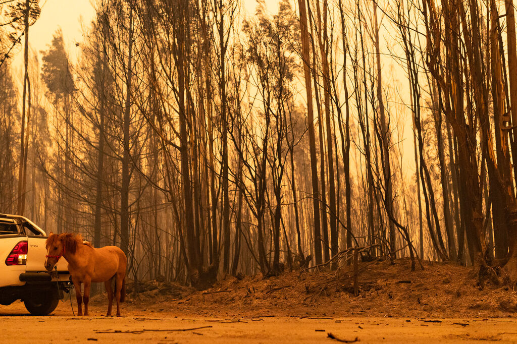 Fotos del incendio forestal en Chile