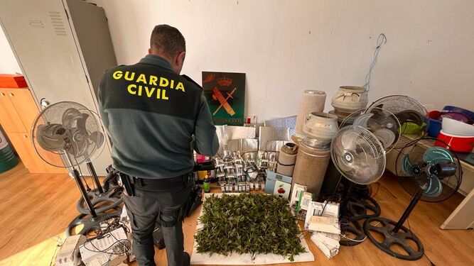 Operación contra el tráfico de marihuana en Baena.