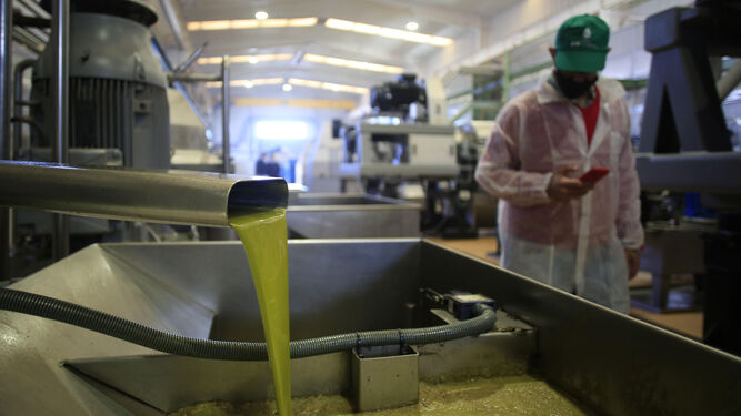 Producción de aceite de oliva en una almazara.