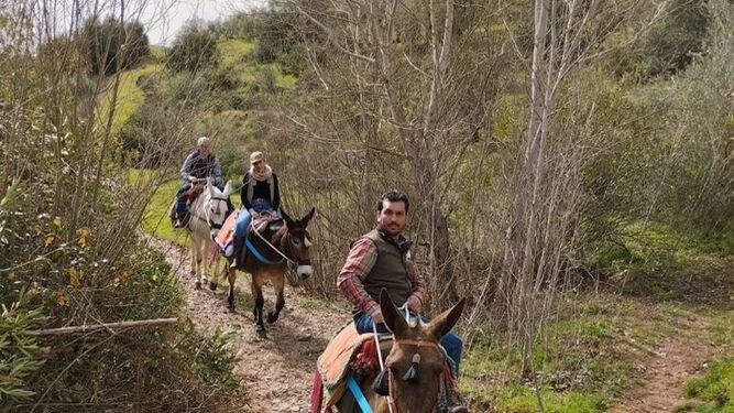Miguel Ángel García encabeza el recorrido, a lomos de mulos, en el Parque Natural de Cardeña-Montoro.