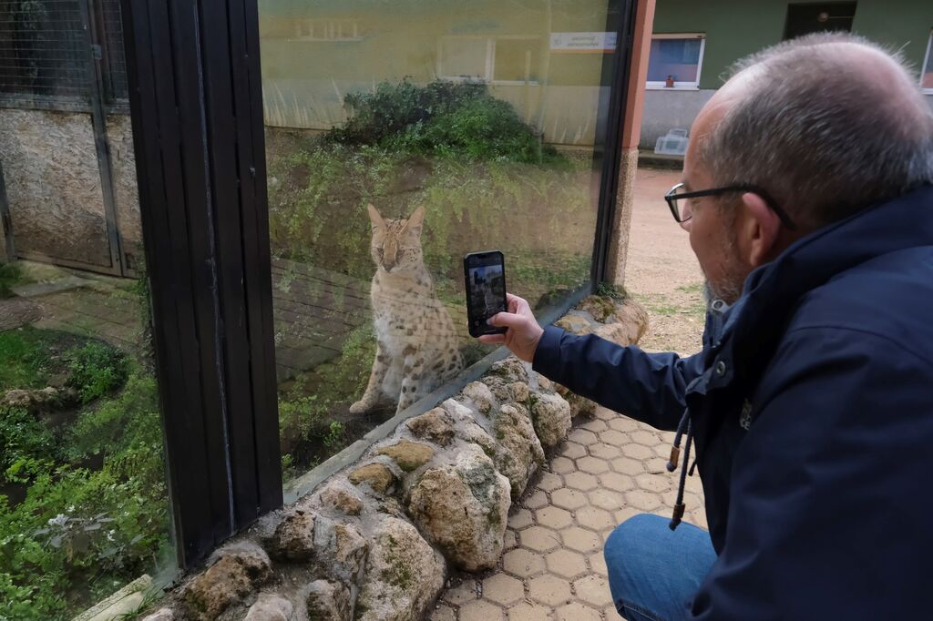 El serval recuperado en el Zoo de C&oacute;rdoba, en im&aacute;genes