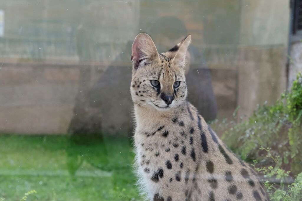 El serval recuperado en el Zoo de C&oacute;rdoba, en im&aacute;genes