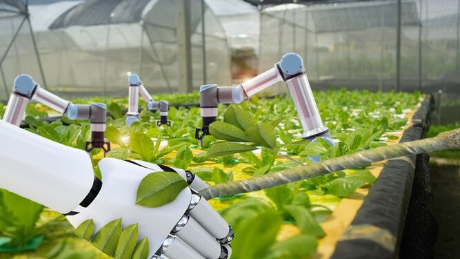 Imagen del trabajo mediante robotización en los invernaderos.