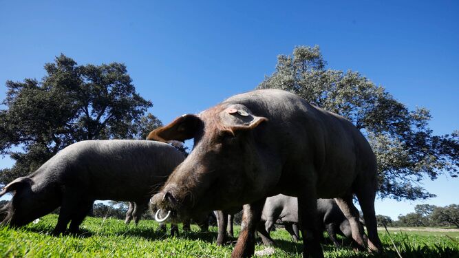 Cerdos ibéricos entre encinares en una dehesa de Los Pedroches.