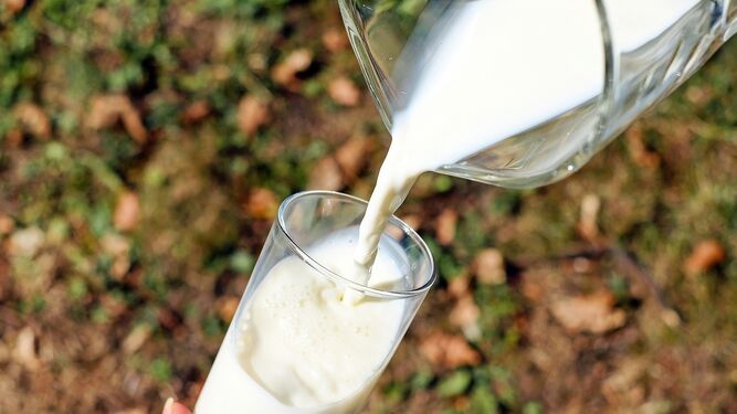 Cuarenta y cuatro sujetos mayores de 65 años probaron la bebida láctea experimental.
