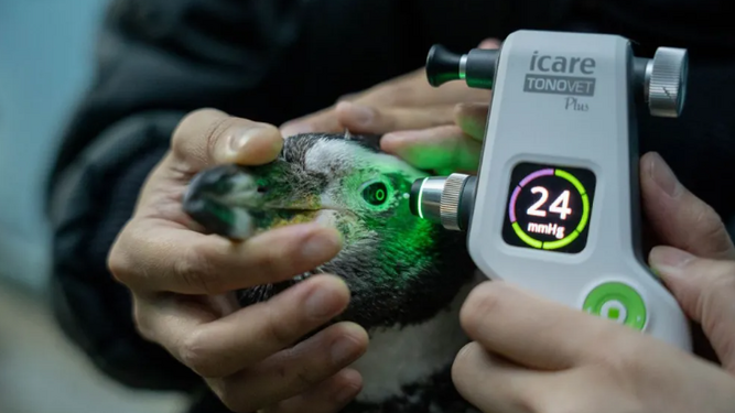 Seis pingüinos recuperan la vista gracias a una cirugía que ha marcado un hito en el mundo veterinario