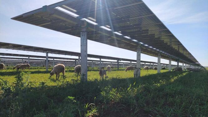 Planta fotovoltaica de Enel Green Power, filial renovable de Endesa, en Carmona