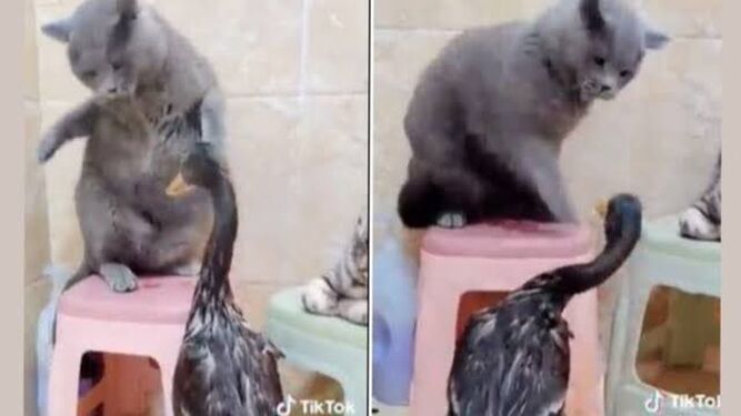"El gato boxeador": así es el felino viral que arrasa en Tik Tok por pelearse con un ganso
