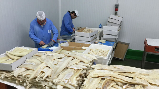Varios trabajadores trabajan con bacalao en una planta de Castro del Río.