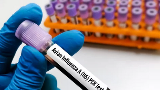 Comienzan las pruebas de la vacuna de la gripe aviar en humanos: ¿Podrían evitar una posible pandemia?