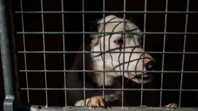 Un perro en una jaula en una protectora  animal.