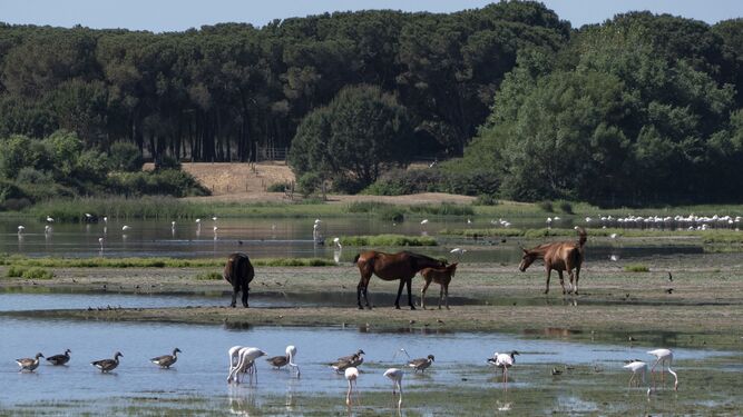 Diferentes especies de aves que junto a los caballos viven en el entorno de Doñana en el término municipal de Almonte.