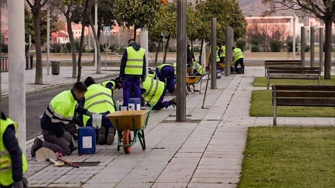 Trabajos para tapar los alcorques en la zona de Cañito Bazán.
