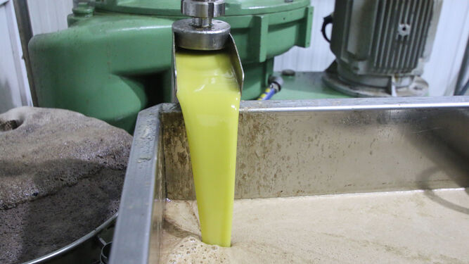 Proceso de extracción del aceite de oliva de la aceituna.